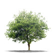 Arbre sur fond blanc 