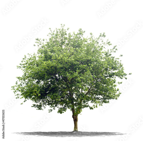 Photo: Arbre sur fond blanc Arbre sur fond blanc