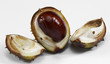 Photo: horse chestnut horse chestnut