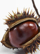 Photo: horse chestnut horse chestnut