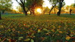 Video: autumn autumn