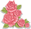 pink rose