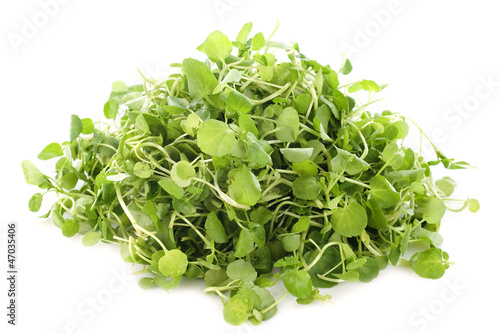Photo: Watercress Watercress