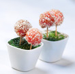 AMUSE BOUCHE