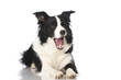 Border collie dog - Border Collie