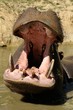 Ippopotamo