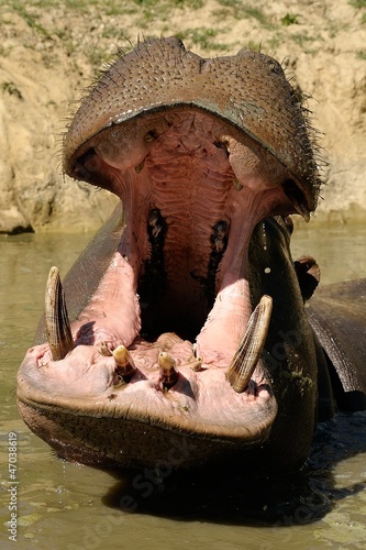 Photo: Ippopotamo Ippopotamo