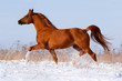 Arabian chestnut horse runs in winter
