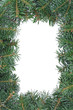 fir branches