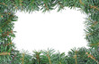 fir branches