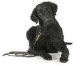 curly coated retriever