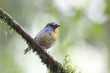 Snowy-browed Flycatcher