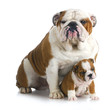 father and son dogs