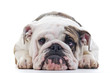 English Bulldog dog eye contact, closeup