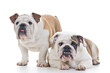 English Bulldogs dogs looking front