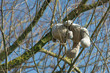 Photo: Old stuffed toy hanging in the tree Old stuffed toy hanging in the tree