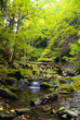 amazing river in the national park