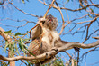 koala tree tongue