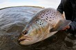 Brown trout