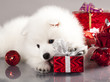 Japanese white spitz and New Year gift