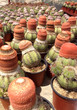 Cactus plantation