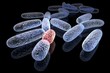 Mutated bacteria