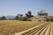 Cactus plantation