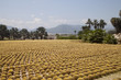 Cactus plantation
