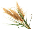 reeds, isolated on white
