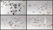 Set: Test strips are showered