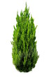 Isolated Conifer on White Background