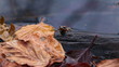 Video: Moorfrosch - Rana arvalis - Jungtier Moorfrosch - Rana arvalis - Jungtier