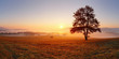 Alone tree on meadow at sunset with sun and mist - panorama