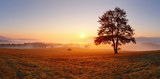 Alone tree on meadow at sunset with sun and mist - panorama - Fine Art prints