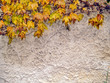 autumn background