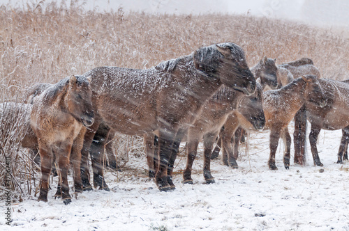 Photo: Konik horses in the snow in winter Konik horses in the snow in winter