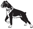 boxer dog black white