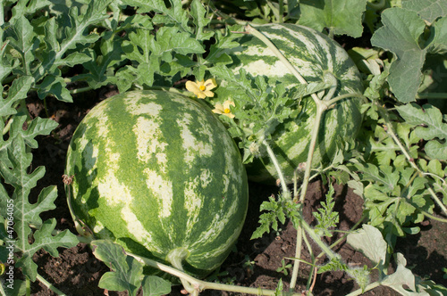 Photo: Watermelon Watermelon