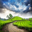 Tea plantation in Munnar