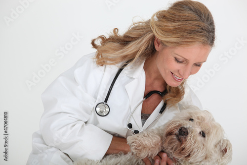 Photo: Vet and dog Vet and dog