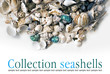 collection of various seashells on white background