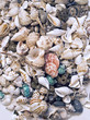 collection of various seashells