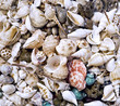 collection of various seashells