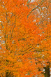 Autumn leafs of trees in forest.