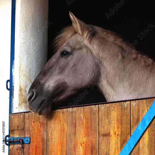 Photo: horse in a stable close up horse in a stable close up
