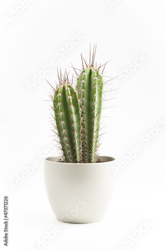 Photo: cactus en macetero cactus en macetero