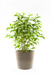 Ficus