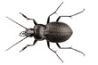 beetle species carabus coriaceus
