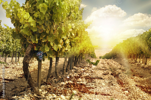 Photo: Vineyards at sunset in autumn harvest. Vineyards at sunset in autumn harvest.
