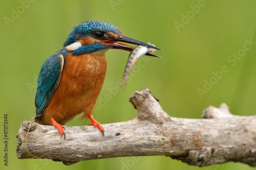 Photo: Kingfisher Kingfisher